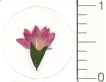 Mini Tropical Flower (Pressed Flower) Stickers by Pressed Flower Gallery