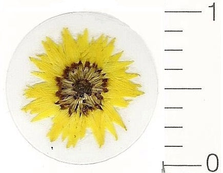 Mini Yellow Everlasting (Pressed Flower) Stickers by Pressed Flower Gallery