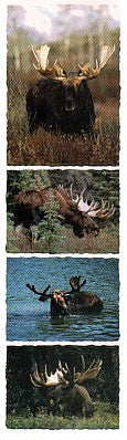 Moose Stickers by Mrs. Grossman's