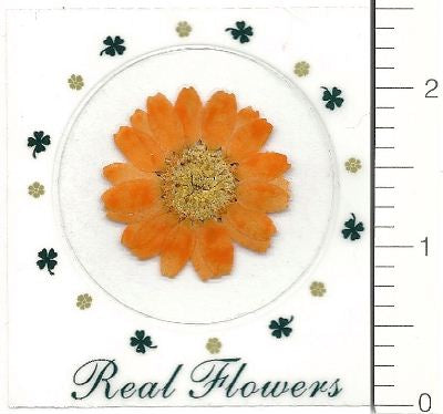 Orange Northpole (Pressed Flower) Stickers by Pressed Flower Gallery