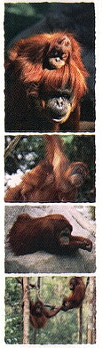 Orangutan Stickers by Mrs. Grossman's