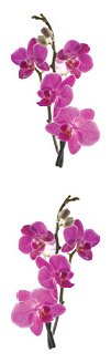 Orchid Stickers by Mrs. Grossman's