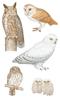 Owls Stickers by Mrs. Grossman's