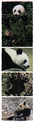 Panda Stickers by Mrs. Grossman's