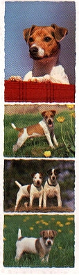 Parson Jack Russell Terrier Stickers by Mrs. Grossman's