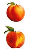 Peaches Stickers by Mrs. Grossman's