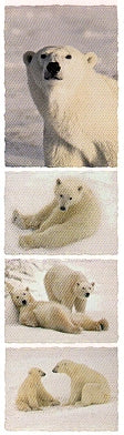 Polar Bear Stickers by Mrs. Grossman's