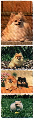 Pomeranian Stickers by Mrs. Grossman's