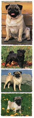 Pug Stickers by Mrs. Grossman's