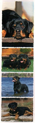 Rottweiler Stickers by Mrs. Grossman's