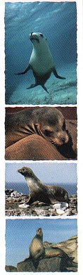 Sea Lion Stickers by Mrs. Grossman's