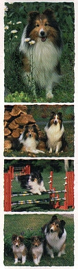 Shetland Sheepdog Stickers by Mrs. Grossman's