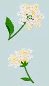 Snowball Flower Stickers by Mrs. Grossman's