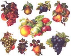 Fruit Harvest Stickers by The Gifted Line