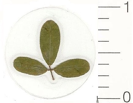 Mini Three Leaf (Pressed Flower) Stickers by Pressed Flower Gallery