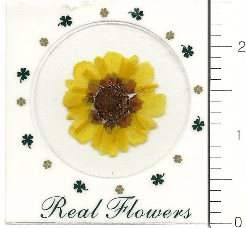 Tickseed Flower (Pressed Flower) Stickers by Pressed Flower Gallery