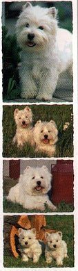 West Highland White Terrier Stickers by Mrs. Grossman's