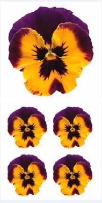 Yellow and Purple Pansy Stickers by Paper House